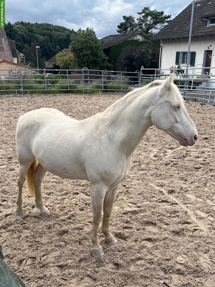 Connemara Wallach zu verkaufen