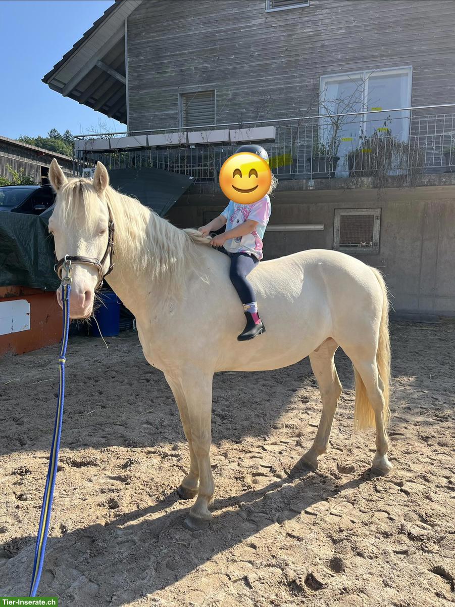 Bild 3: Connemara Wallach zu verkaufen