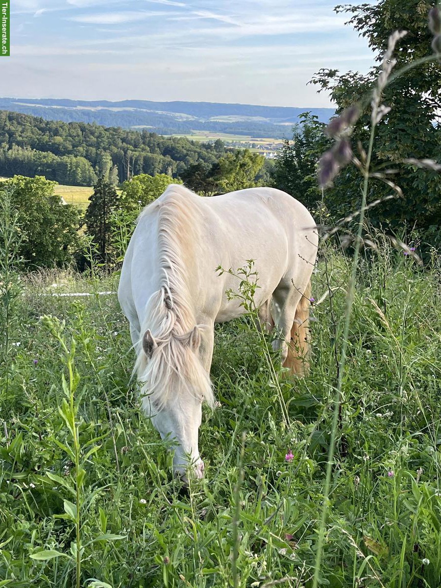 Bild 4: Connemara Wallach zu verkaufen