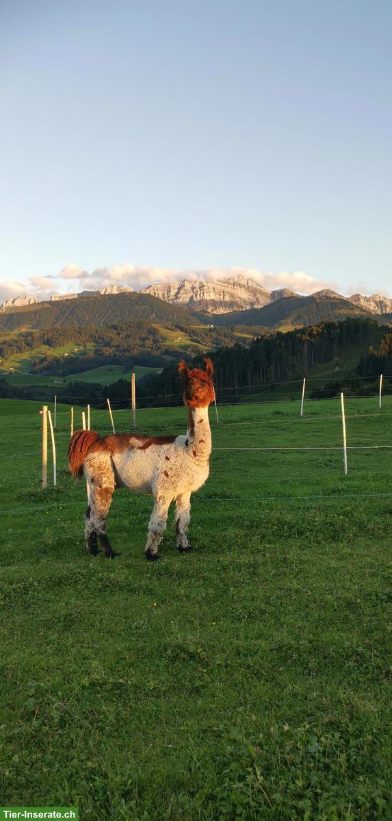 Lama Wallach, Jahrgang 2017