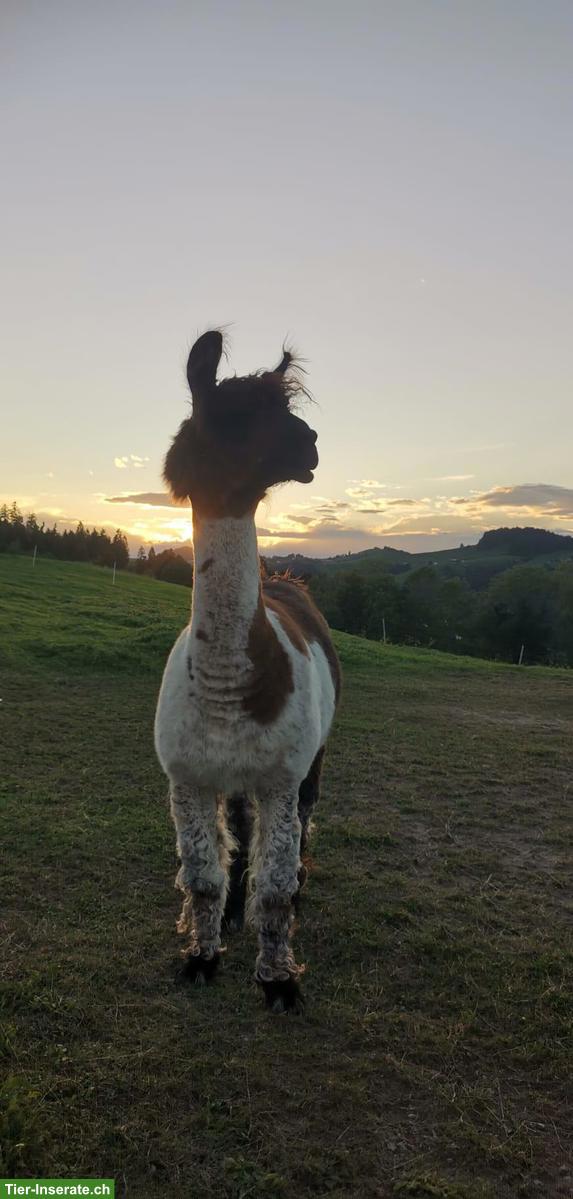 Bild 2: Lama Wallach, Jahrgang 2017