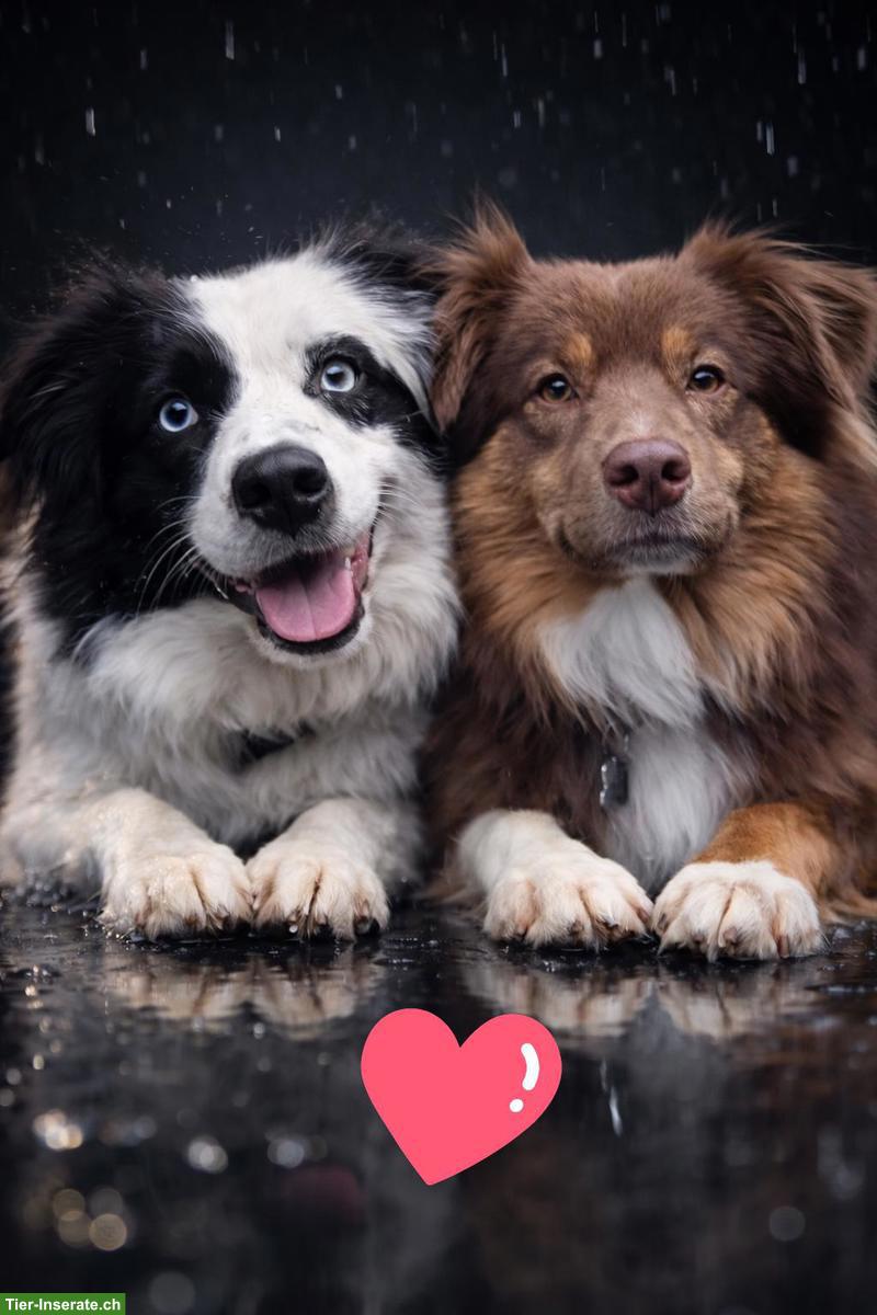 Mini Aussie Welpen vom Buschberg | Wurfankündigung