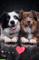 Mini Aussie Welpen vom Buschberg | Wurfankündigung