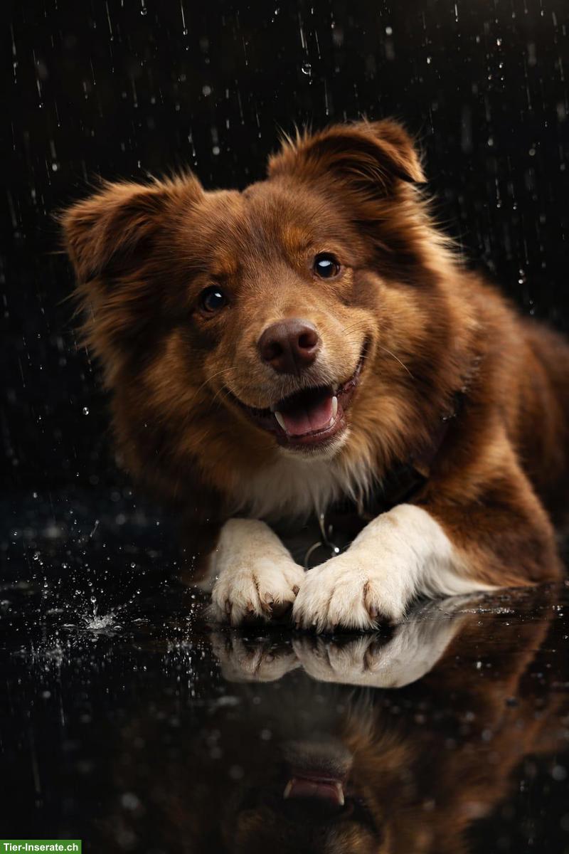 Bild 10: Mini Aussie Welpen vom Buschberg | Wurfankündigung