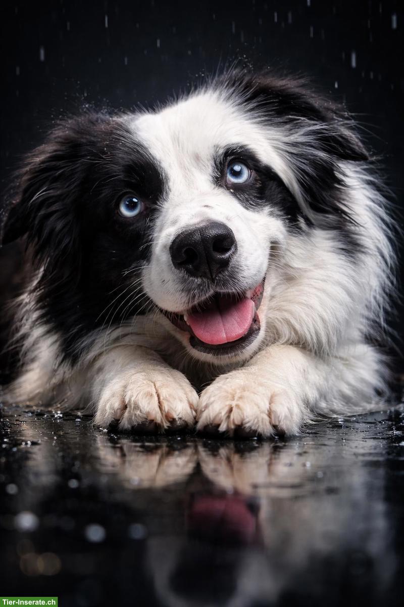 Bild 3: Mini Aussie Welpen vom Buschberg | Wurfankündigung