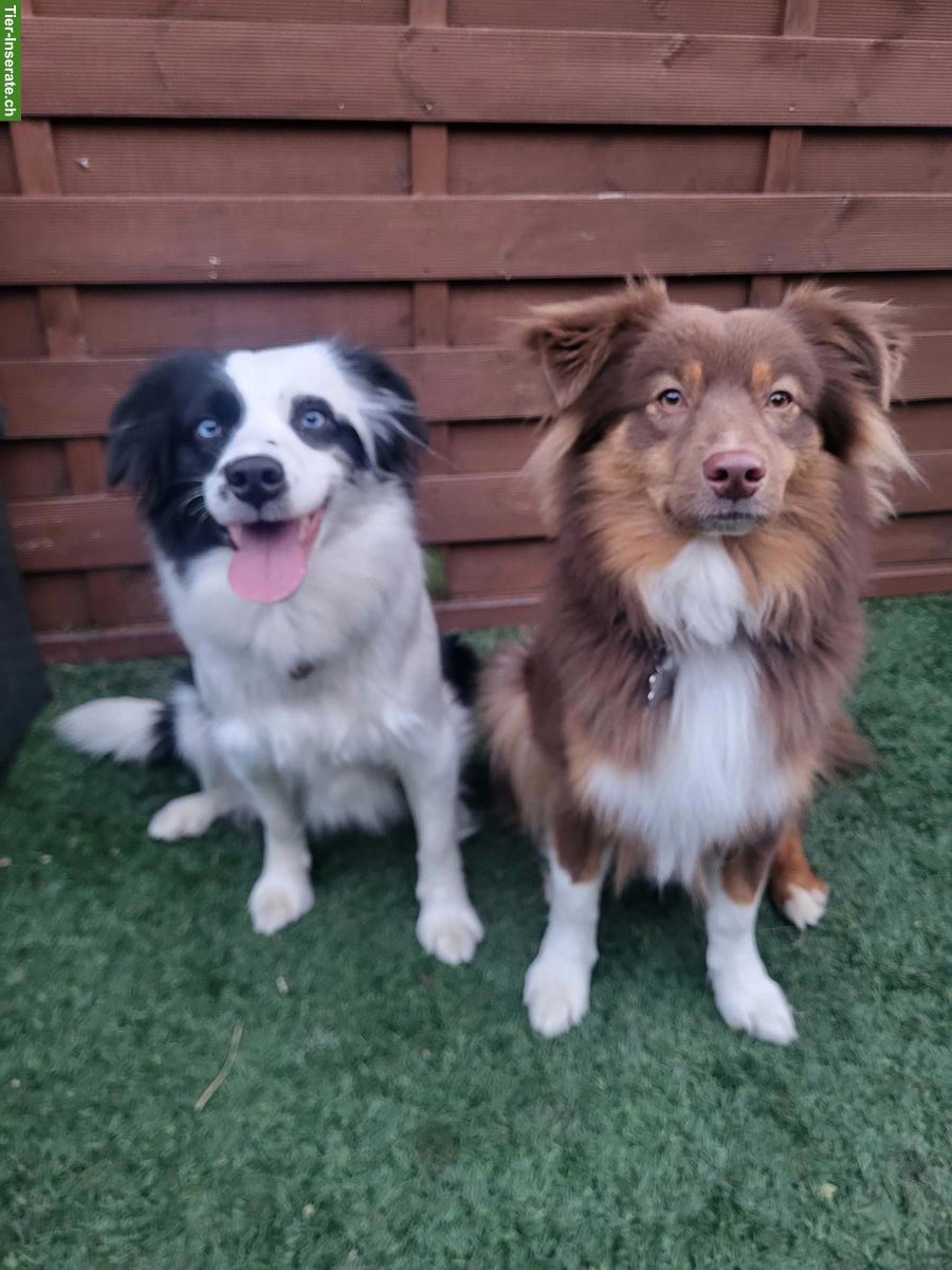 Bild 4: Mini Aussie Welpen vom Buschberg | Wurfankündigung