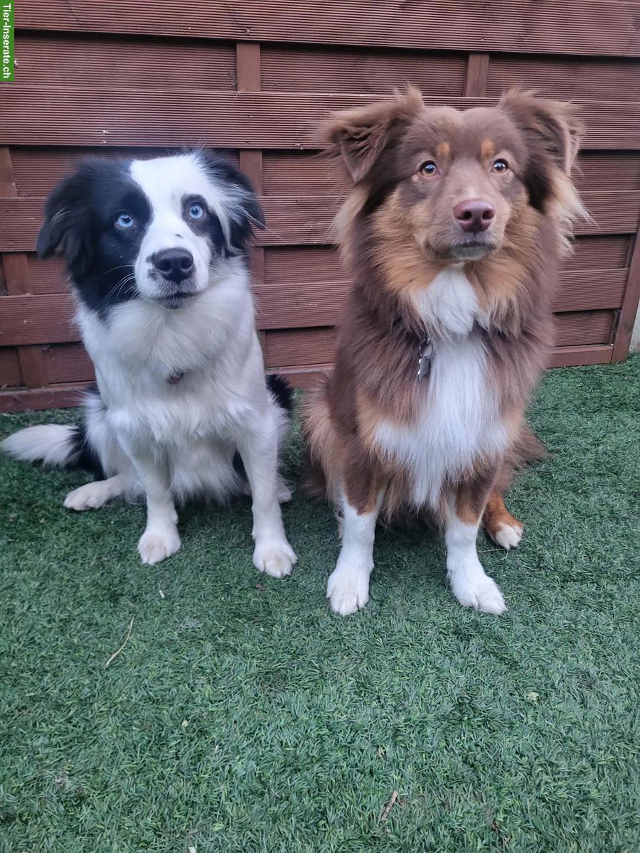 Bild 5: Mini Aussie Welpen vom Buschberg | Wurfankündigung