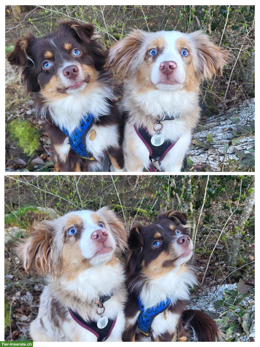 Bild 6: Mini Aussie Welpen vom Buschberg | Wurfankündigung