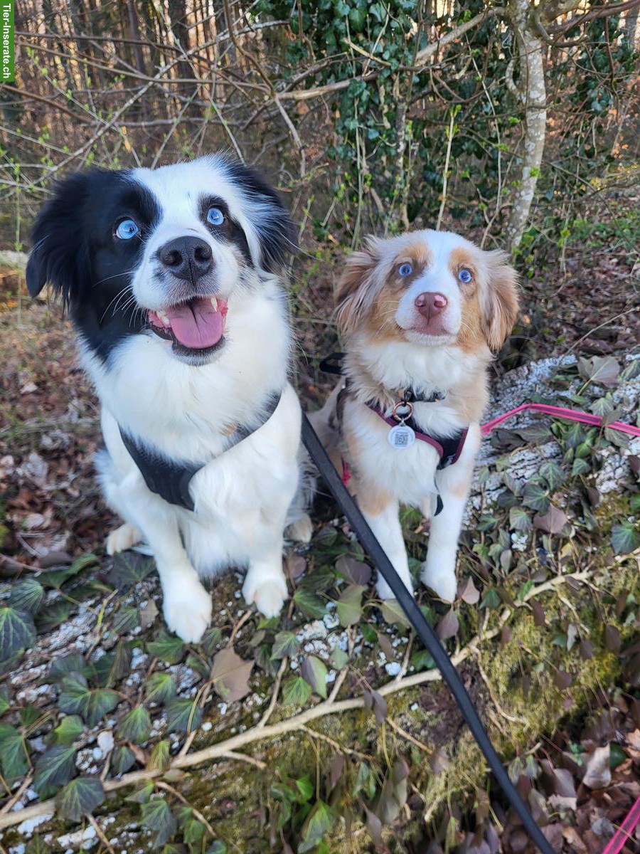 Bild 7: Mini Aussie Welpen vom Buschberg | Wurfankündigung