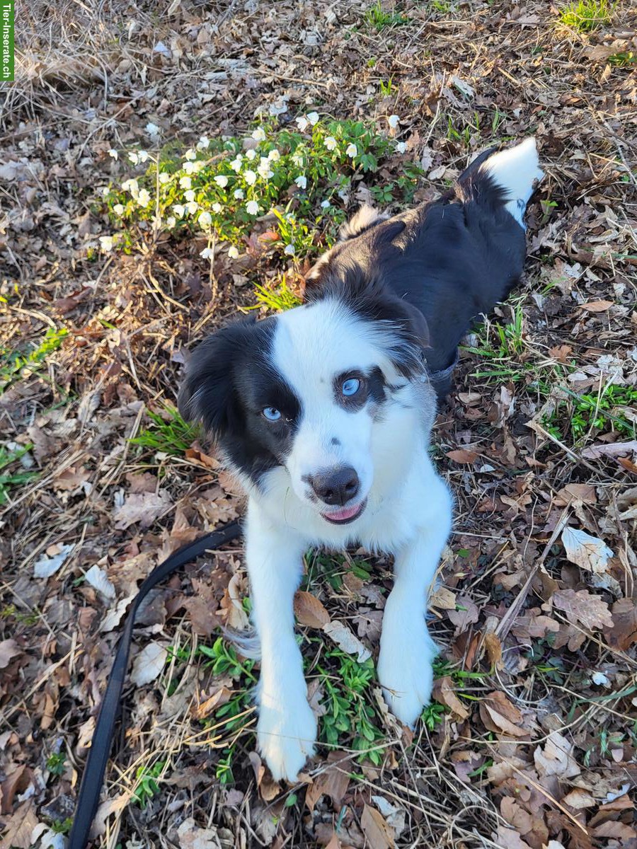 Bild 8: Mini Aussie Welpen vom Buschberg | Wurfankündigung