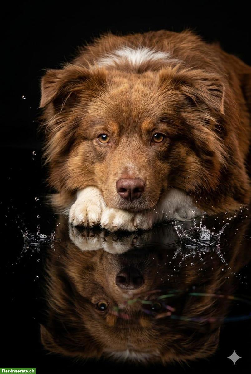 Bild 9: Mini Aussie Welpen vom Buschberg | Wurfankündigung