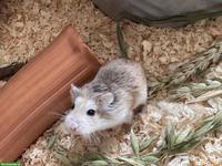 Zwerghamster mit Nagarium und Zubehör abzugeben