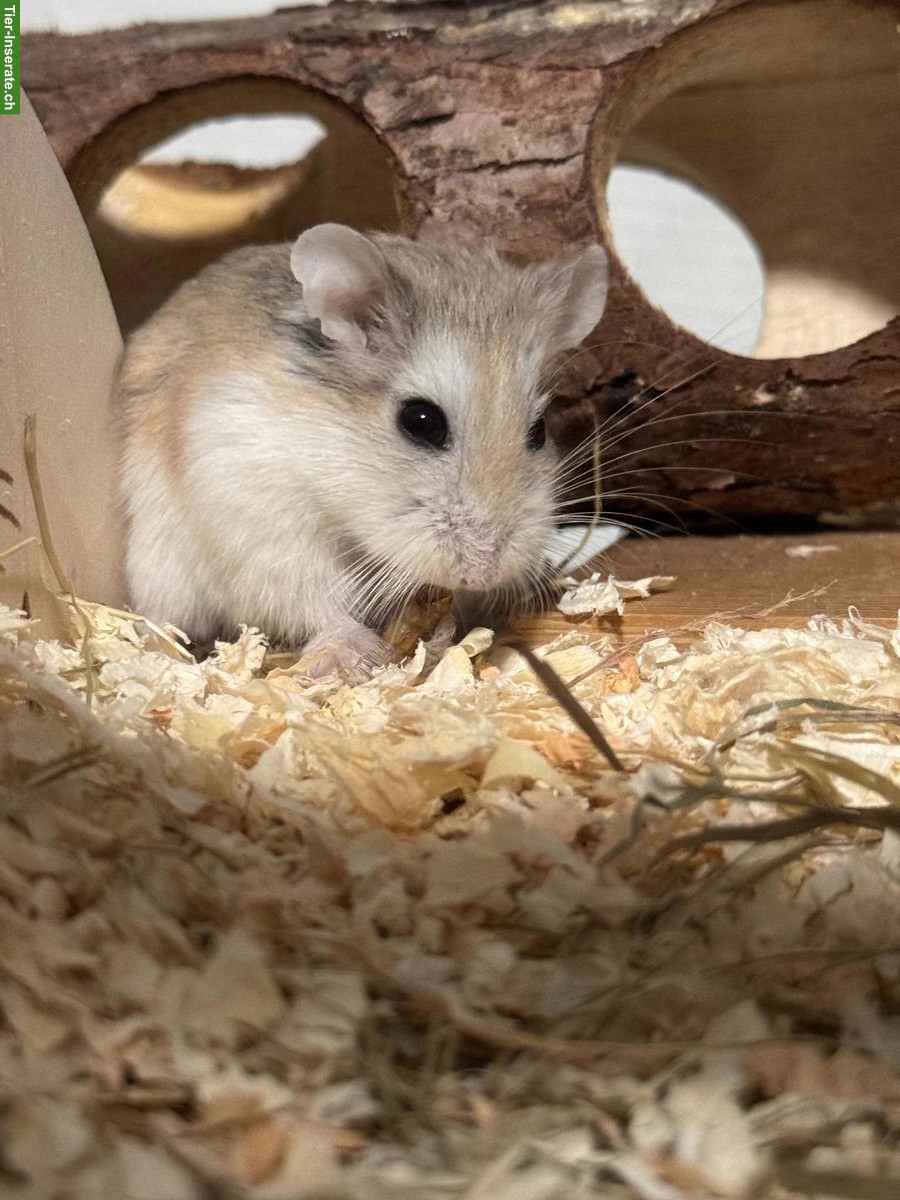 Bild 2: Zwerghamster mit Nagarium und Zubehör abzugeben