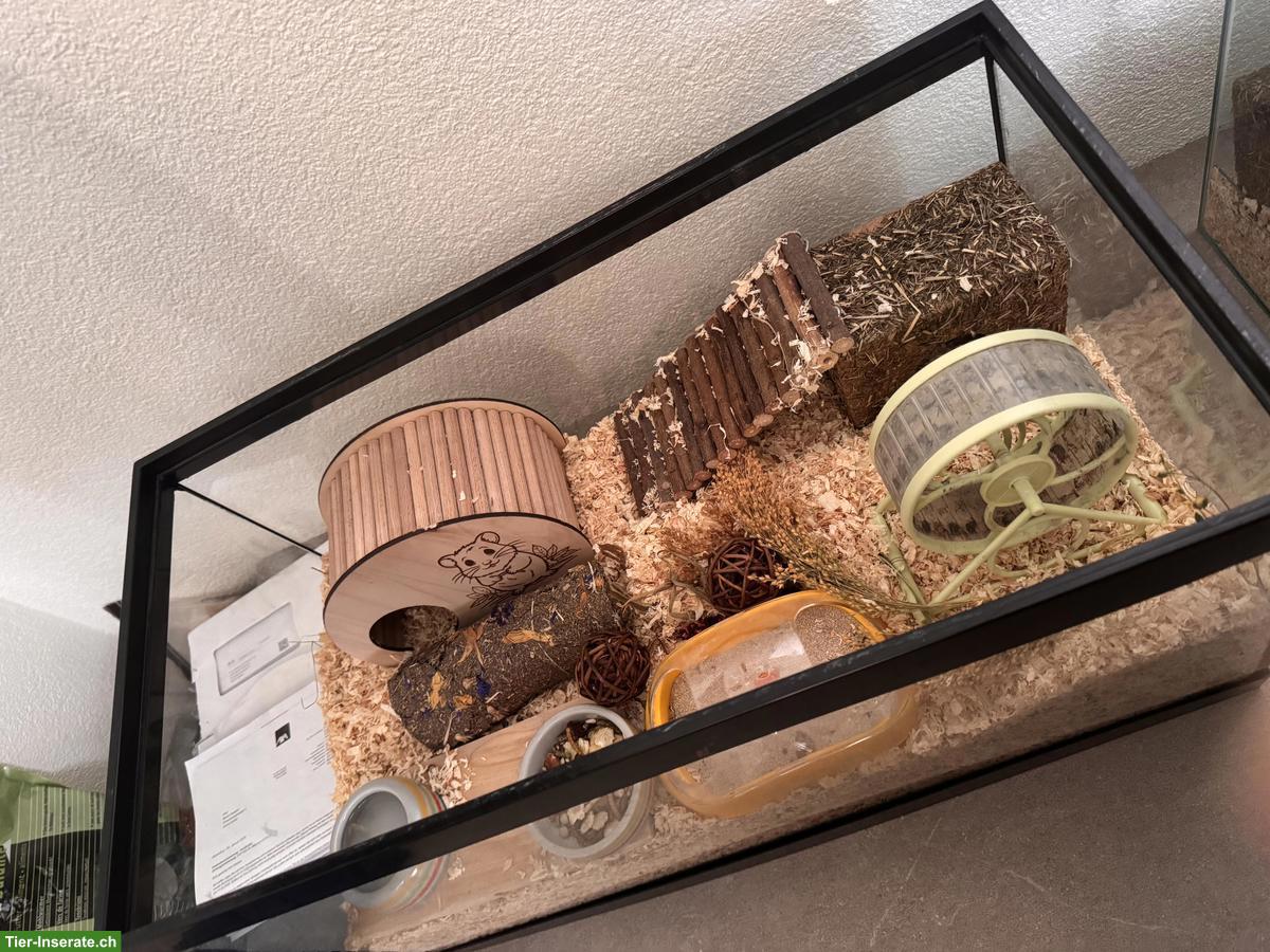 Bild 3: Zwerghamster mit Nagarium und Zubehör abzugeben