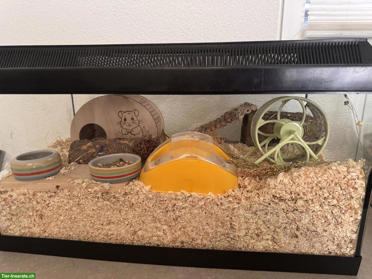 Bild 4: Zwerghamster mit Nagarium und Zubehör abzugeben