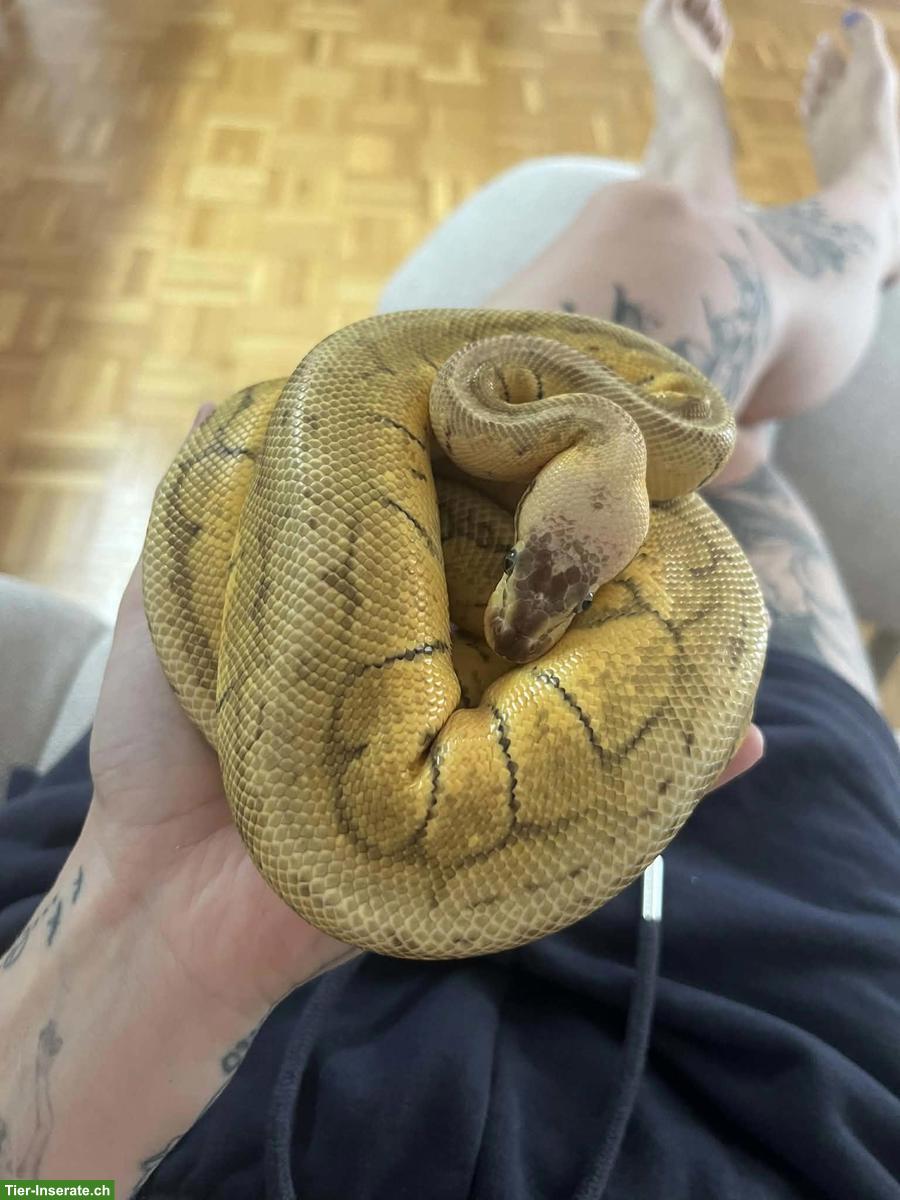 Junge Königspython Lemonblast, optional mit Terrarium-Komplettset