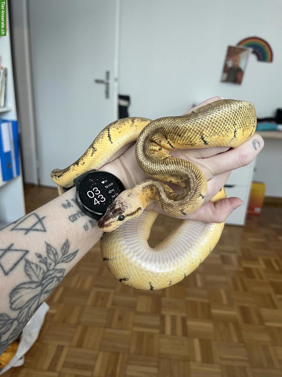 Bild 2: Junge Königspython Lemonblast, optional mit Terrarium-Komplettset