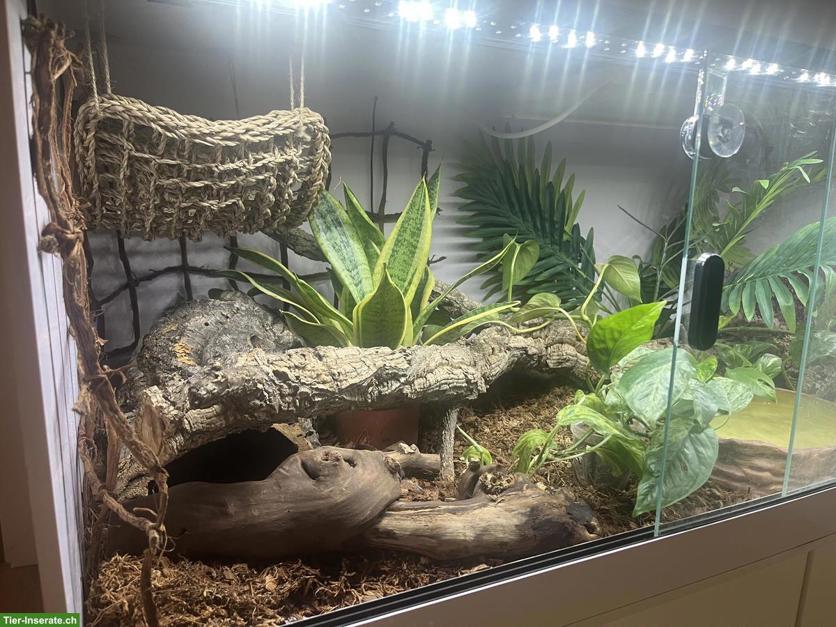 Bild 4: Junge Königspython Lemonblast, optional mit Terrarium-Komplettset