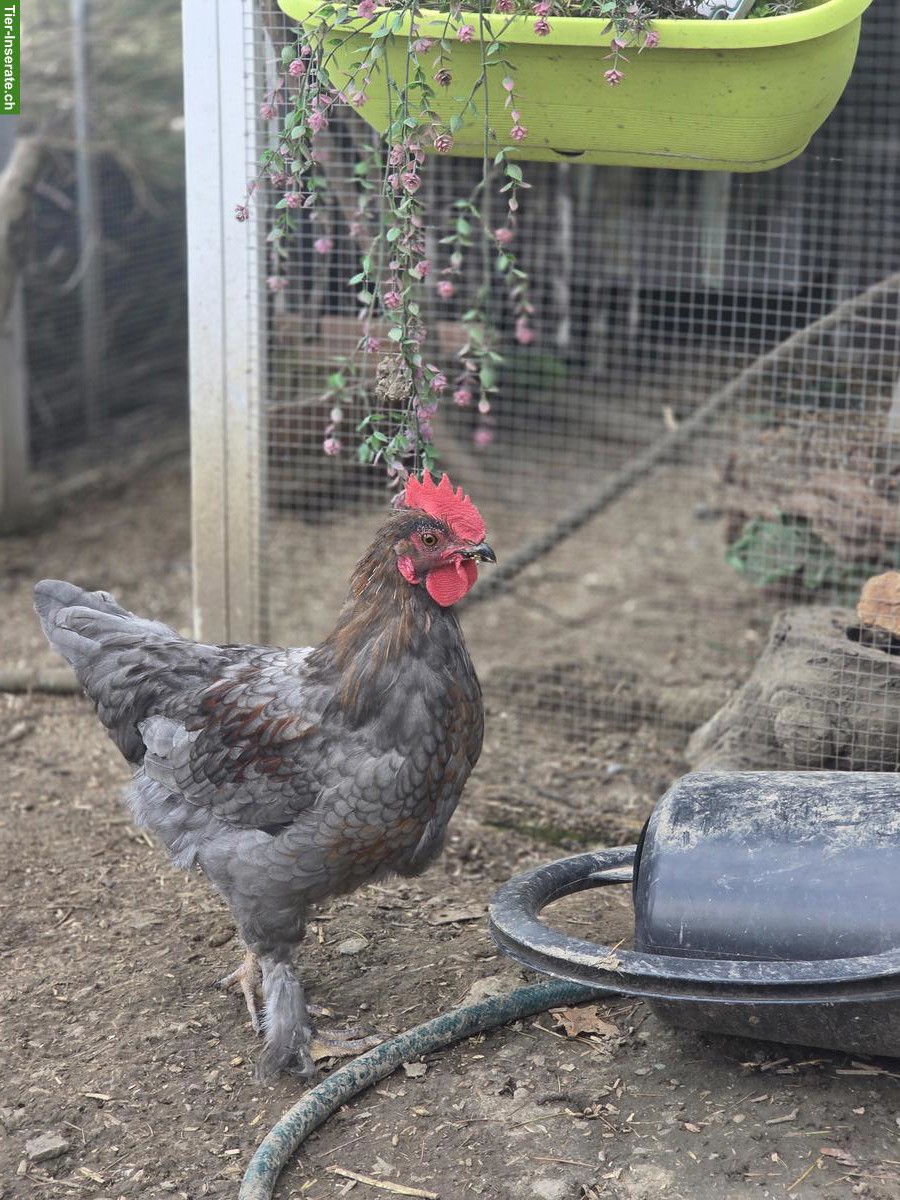 3 Hähne (Blauleger) abzugeben