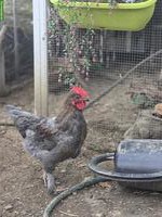 3 Hähne (Blauleger) abzugeben