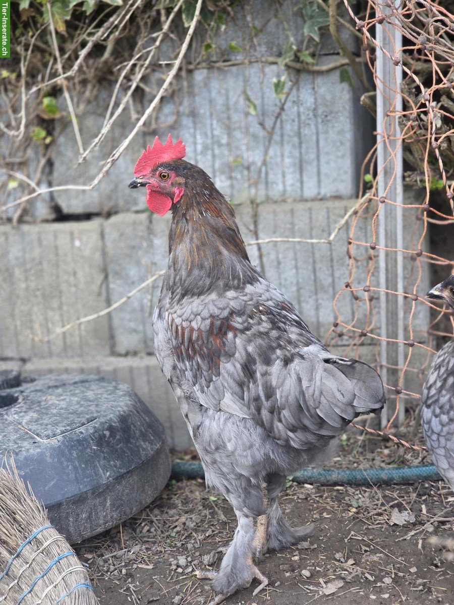 Bild 2: 3 Hähne (Blauleger) abzugeben