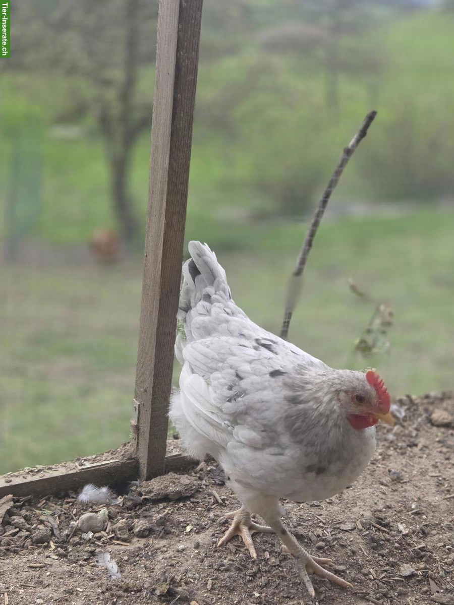 Bild 3: 3 Hähne (Blauleger) abzugeben