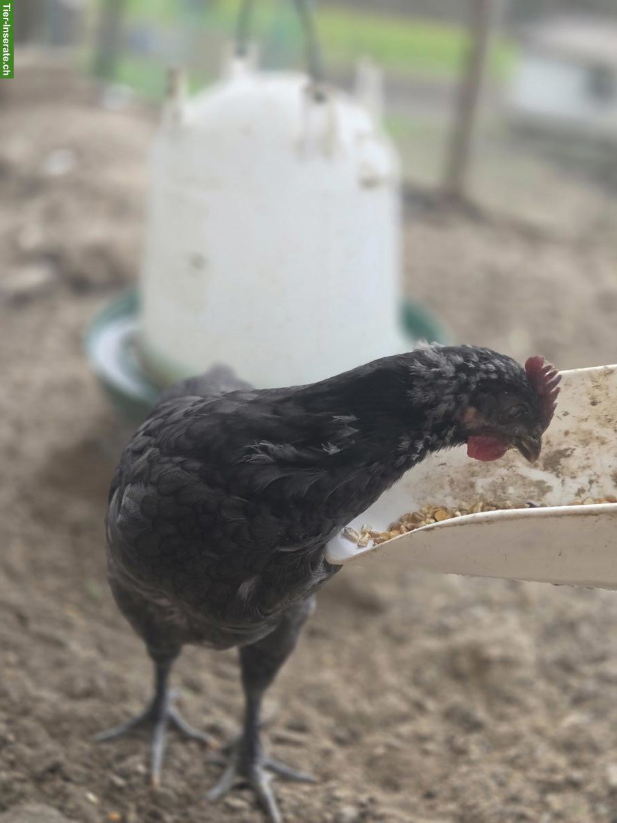 Bild 4: 3 Hähne (Blauleger) abzugeben