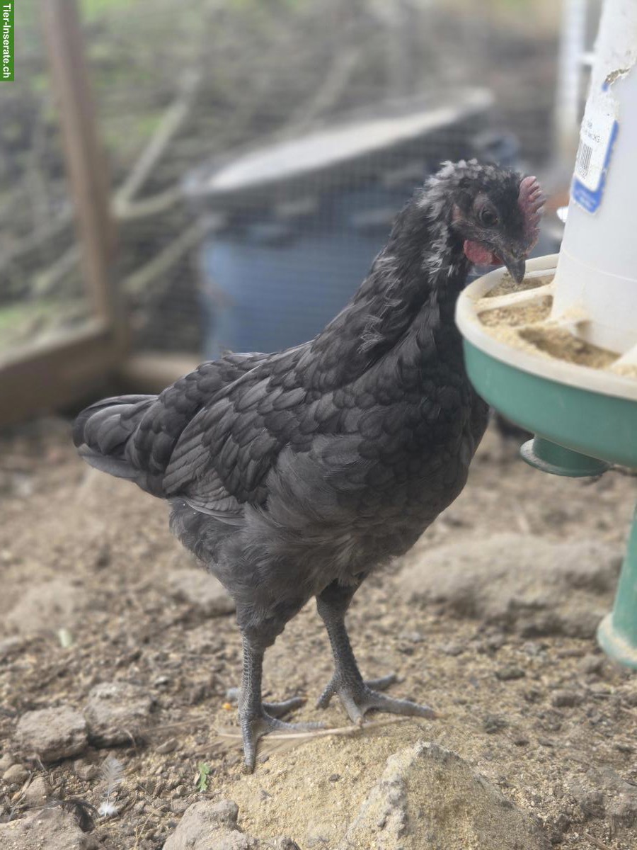 Bild 5: 3 Hähne (Blauleger) abzugeben