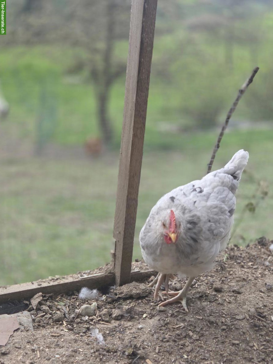 Bild 6: 3 Hähne (Blauleger) abzugeben