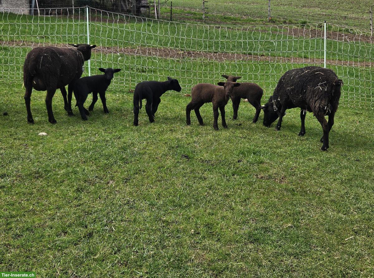 2 SBS Mutterschafe mit je 2 Lämmer