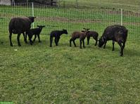 2 SBS Mutterschafe mit je 2 Lämmer