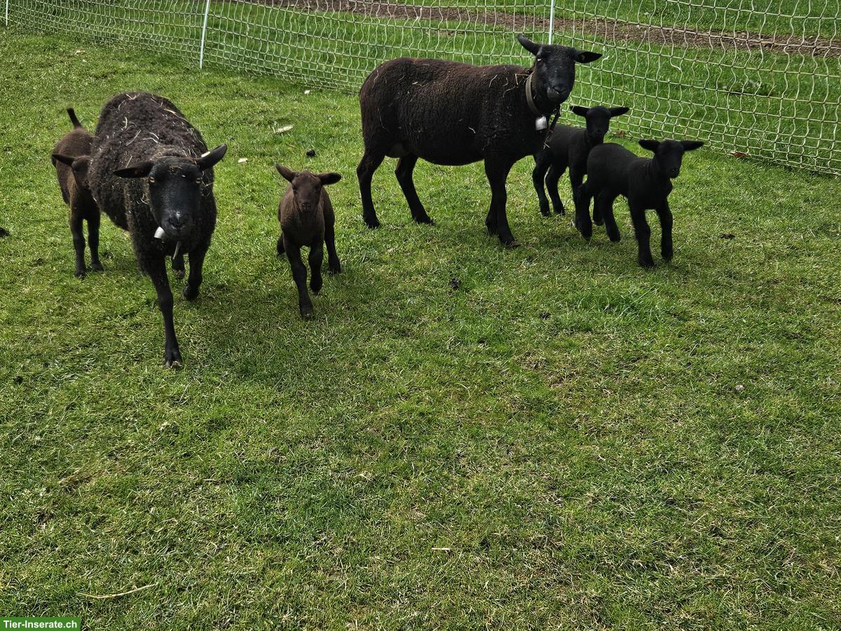 Bild 2: 2 SBS Mutterschafe mit je 2 Lämmer