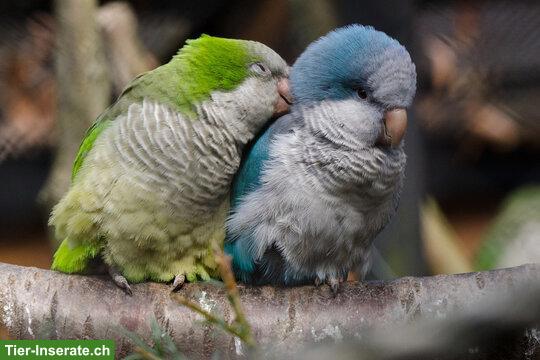 Mönchssittich-Paar (Myiopsitta monachus) aus Aussenhaltung