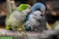 Mönchssittich-Paar (Myiopsitta monachus) aus Aussenhaltung