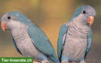 Bild 2: Mönchssittich-Paar (Myiopsitta monachus) aus Aussenhaltung