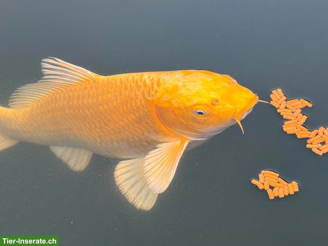 3 grosse Kois zu verkaufen