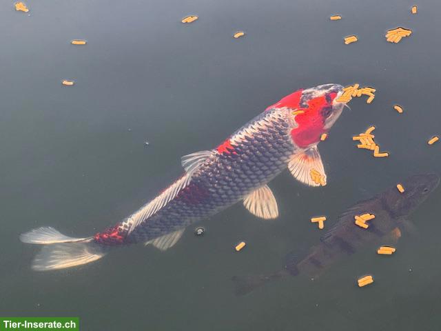 Bild 2: 3 grosse Kois zu verkaufen