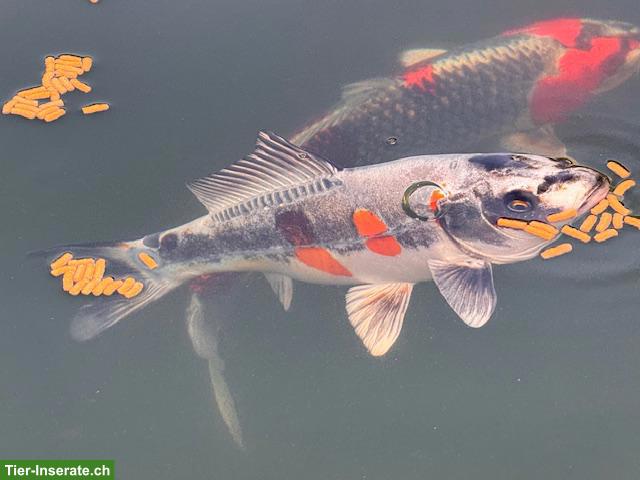 Bild 3: 3 grosse Kois zu verkaufen
