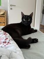 2 verschmuste schwarze Katzen suchen ein Zuhause