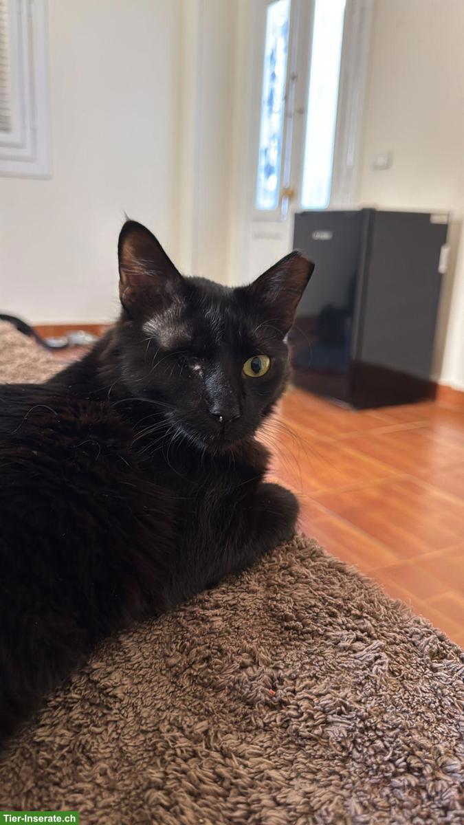 Bild 2: 2 verschmuste schwarze Katzen suchen ein Zuhause