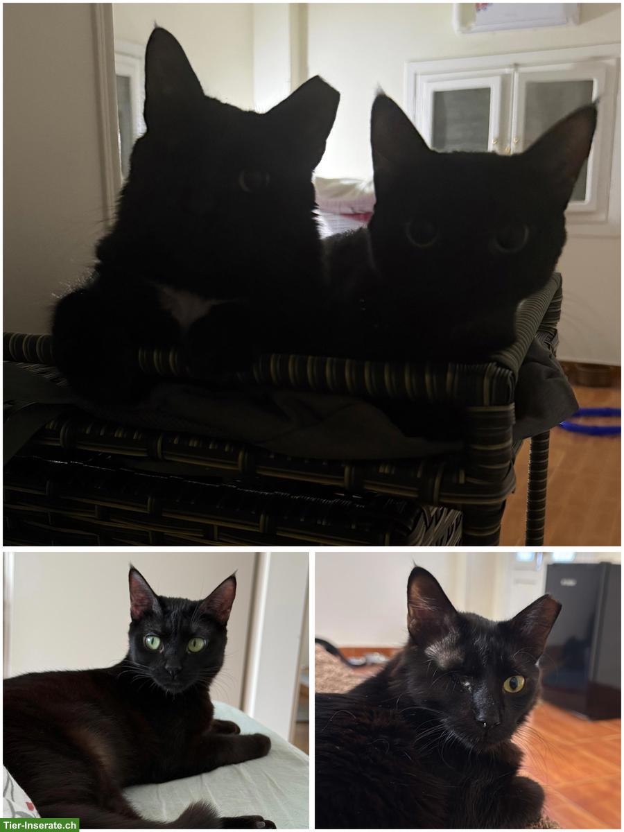 Bild 3: 2 verschmuste schwarze Katzen suchen ein Zuhause