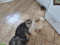 2 gerettete Katzen Zazou & Fuego suchen ihr Zuhause