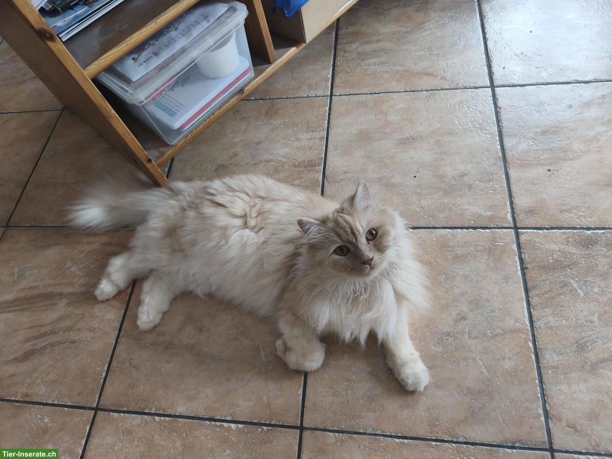 Bild 2: 2 gerettete Katzen Zazou & Fuego suchen ihr Zuhause