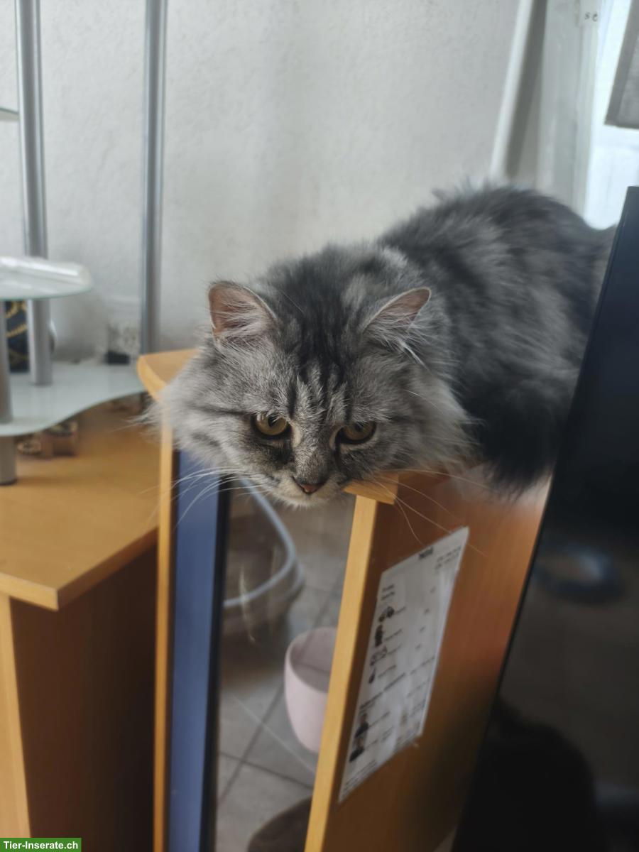 Bild 3: 2 gerettete Katzen Zazou & Fuego suchen ihr Zuhause