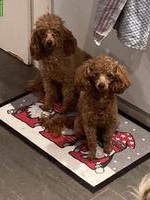 Wunderschöner Toy-Pudel Deckrüde zu verkaufen