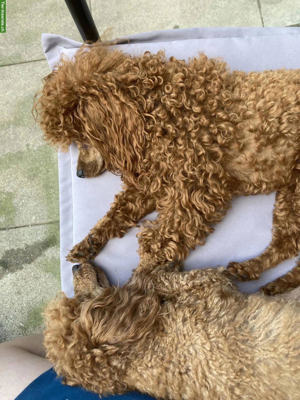 Bild 2: Wunderschöner Toy-Pudel Deckrüde zu verkaufen