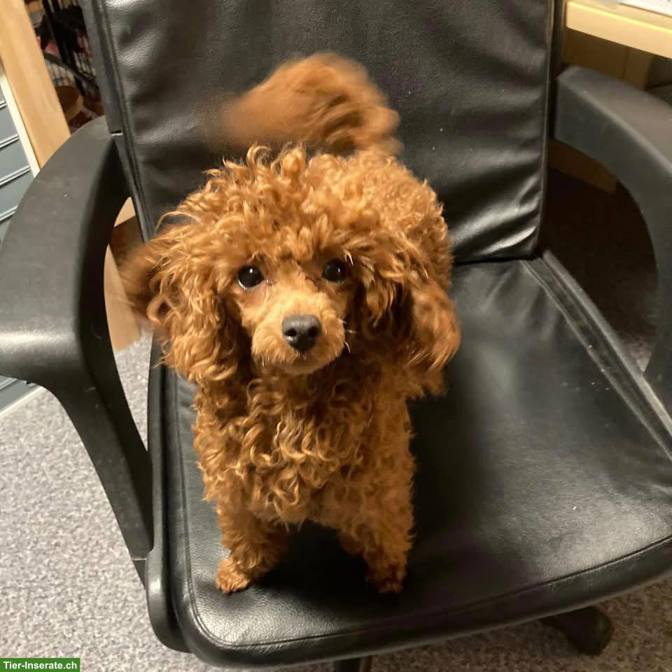 Bild 3: Wunderschöner Toy-Pudel Deckrüde zu verkaufen
