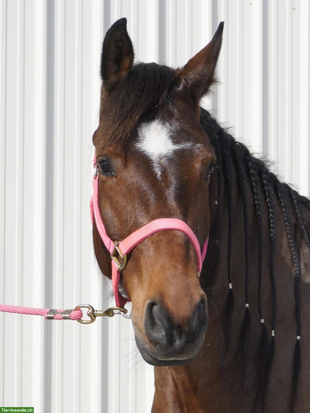 Grosse, 7-jährige Freiberger-Stute zu verkaufen