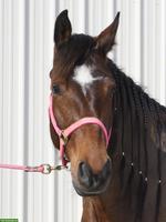 Grosse, 7-jährige Freiberger-Stute zu verkaufen