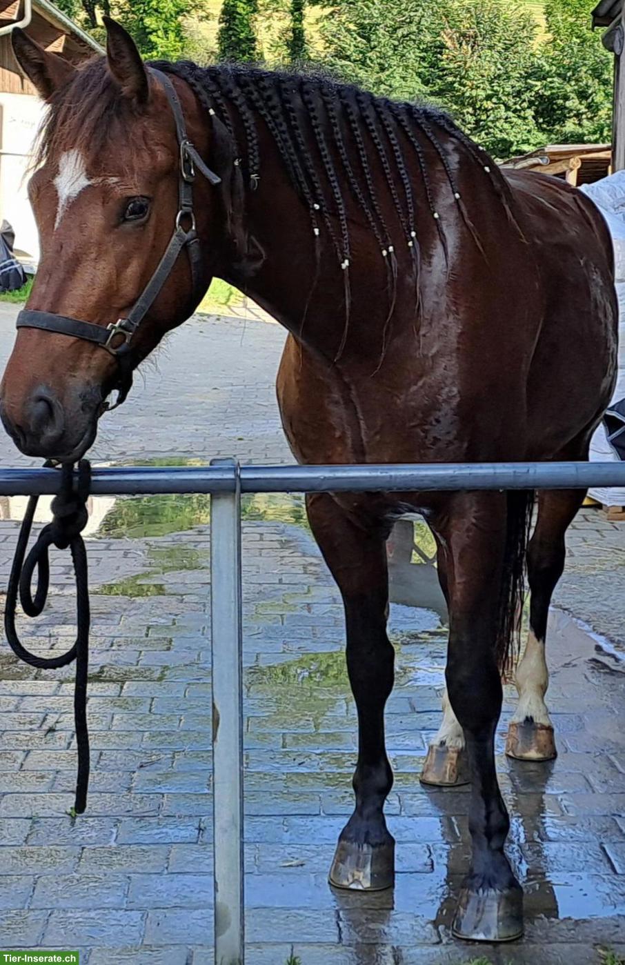 Bild 2: Grosse, 7-jährige Freiberger-Stute zu verkaufen